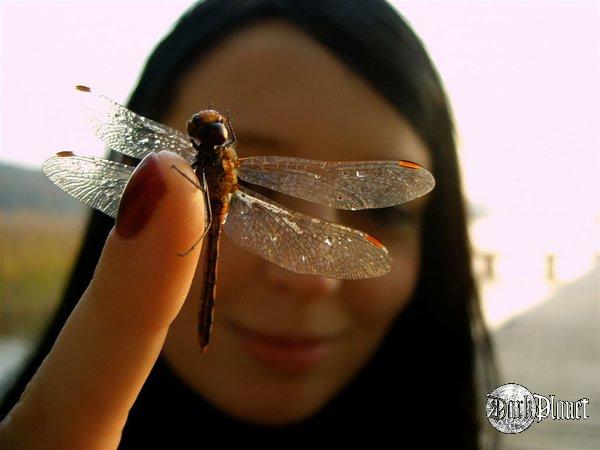 Lady Dragonfly