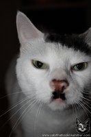 Sieg Miau - Adolf Kitler, naprawdę rasowy kot...