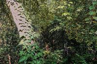 Natura Ivy Path [natura]