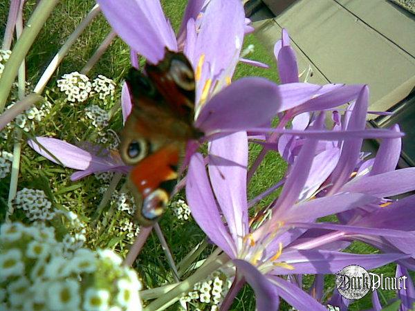 wrześniowy motyl(Natura)