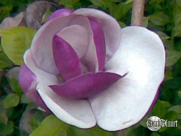 magnolia (Natura)