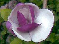 magnolia (Natura)
