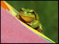 cool frog..mrok w oczach...moim zdaniem;) [natura]