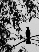 bird