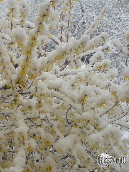 Forsycja pokryta śniegiem.