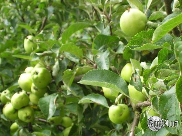 [natura]Wakacyjne jabłka