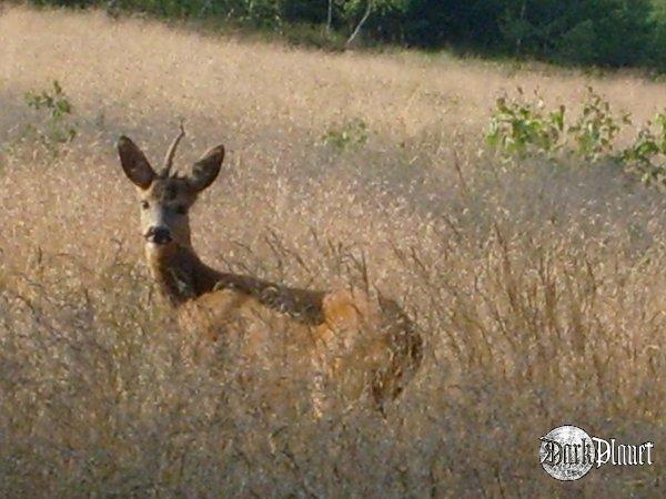 (natura)To zwierzątko weszło mi w drogę... 