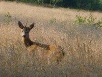 (natura)To zwierzątko weszło mi w drogę... 