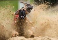 CRAZY ANIMAL