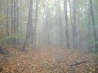 Forest DragonHeart