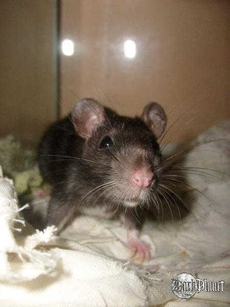 seta;)