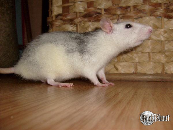 siwa;)