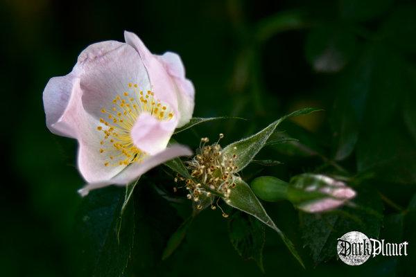Dzika Róża [natura]