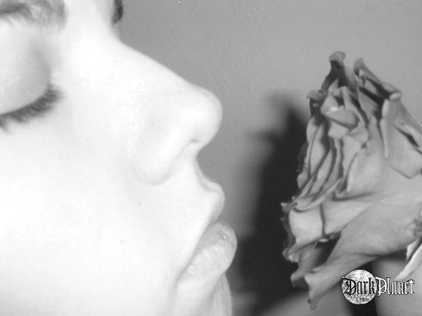black_rose