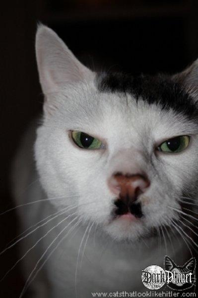 Sieg Miau - Adolf Kitler, naprawdę rasowy kot...