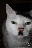 Sieg Miau - Adolf Kitler, naprawdę rasowy kot... 