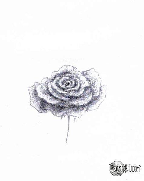 efekt manii na rysowanie róż.
