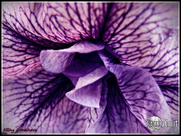 Violet.