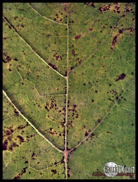 Green.