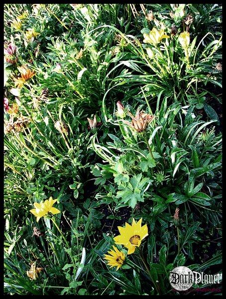 Plants.