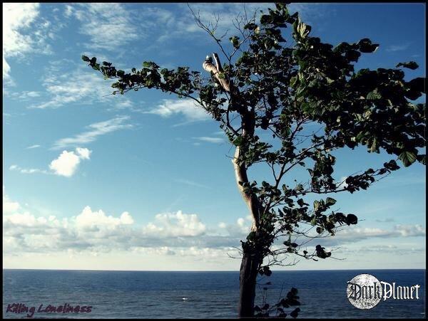 North tree
