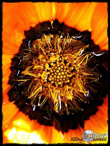Orange.