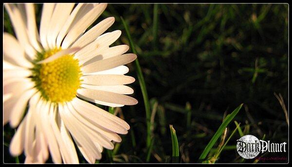 Daisy II