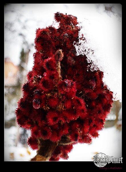 Bloody Red