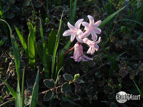 Hyacinthus orientalis [Natura]