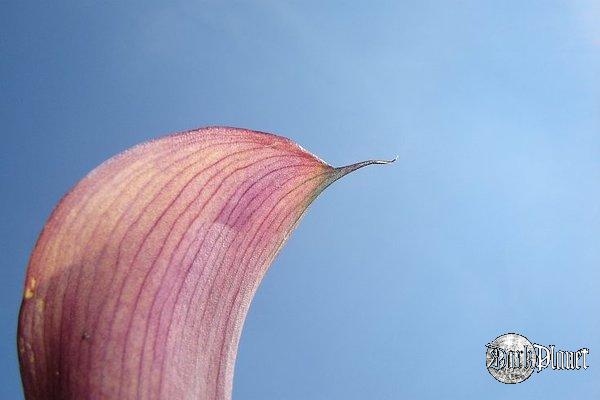 Zantedeschia cv. [Natura]