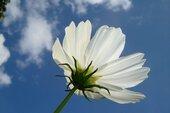 Cosmos bipinnatus [Natura] 