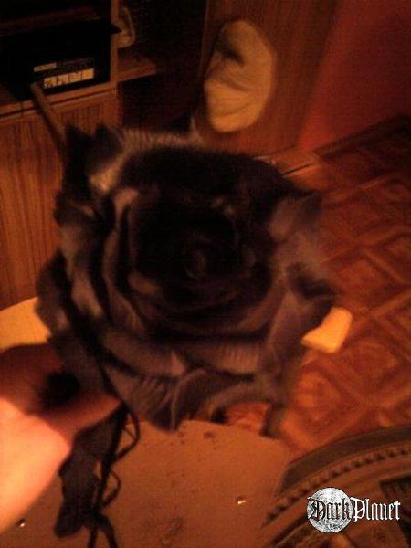 rose