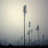 OUT OF THE GRAY ASHES - inspirowane muzyką Arcana 