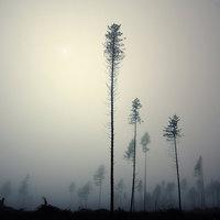 OUT OF THE GRAY ASHES - inspirowane muzyką Arcana