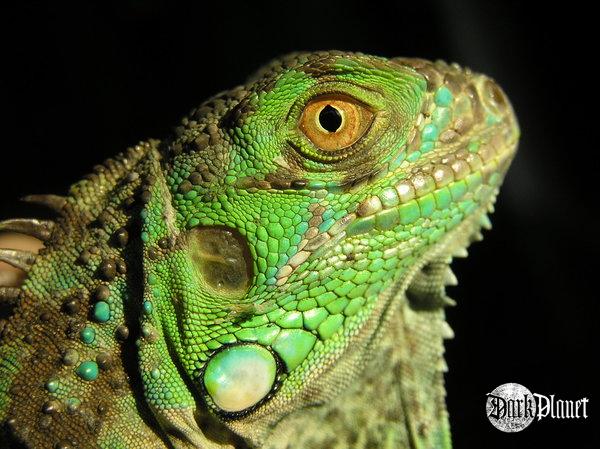 legwan zielony - iguana iaguana 