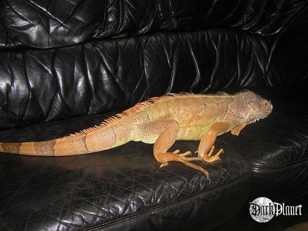 legwan zielony - iguana iaguana 