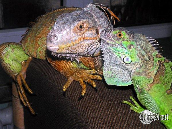 legwan zielony - iguana iaguana 