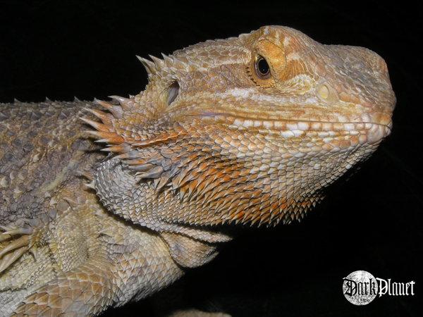 agama brodata - pogona vitticeps