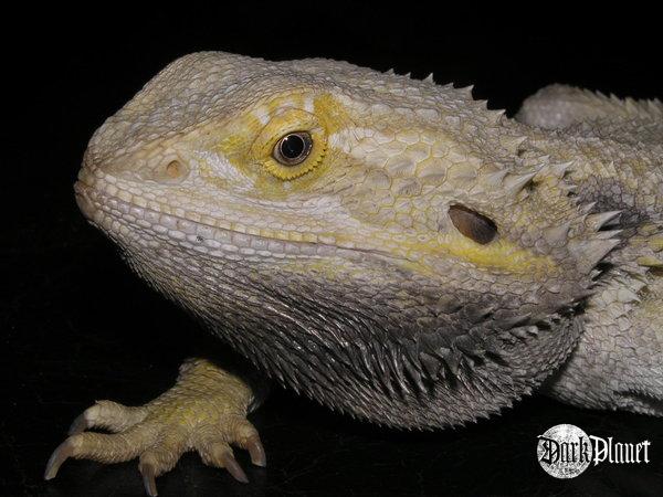 agama brodata - pogona vitticeps