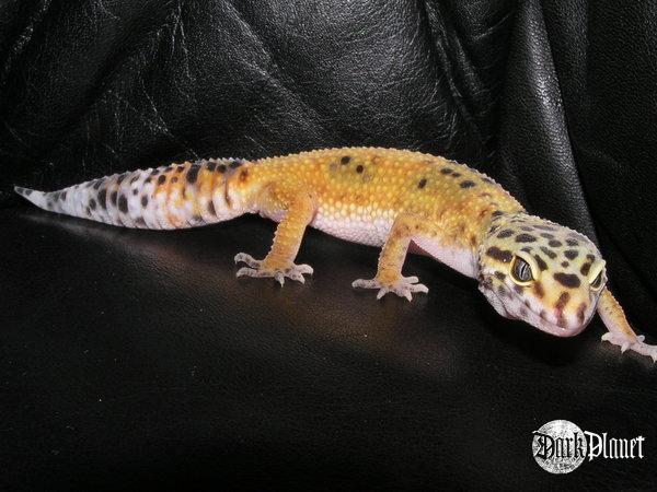 gekon lamparci - Eublepharis macularius