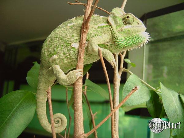 kameleon jemeński - hamaeleo calyptratus