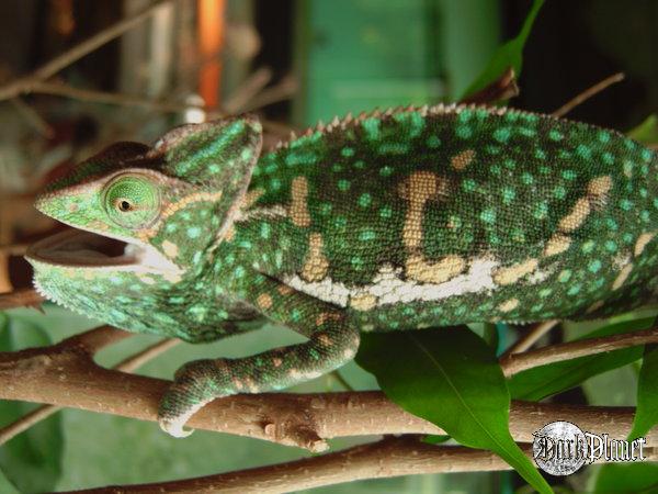 kamelon jemeński - hamaeleo calyptratus