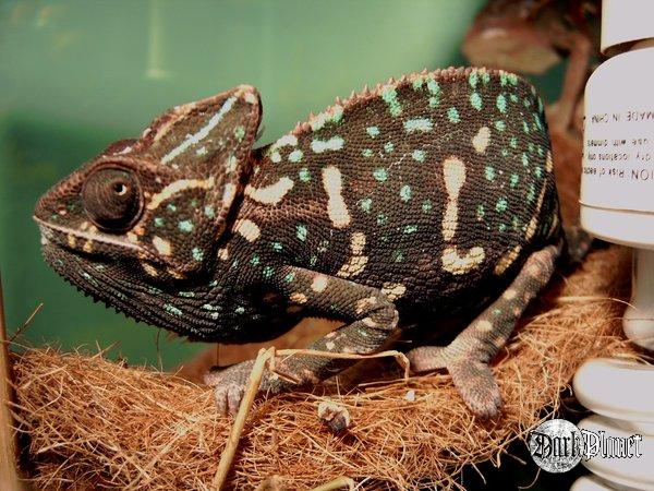 kamelon jemeński - hamaeleo calyptratus