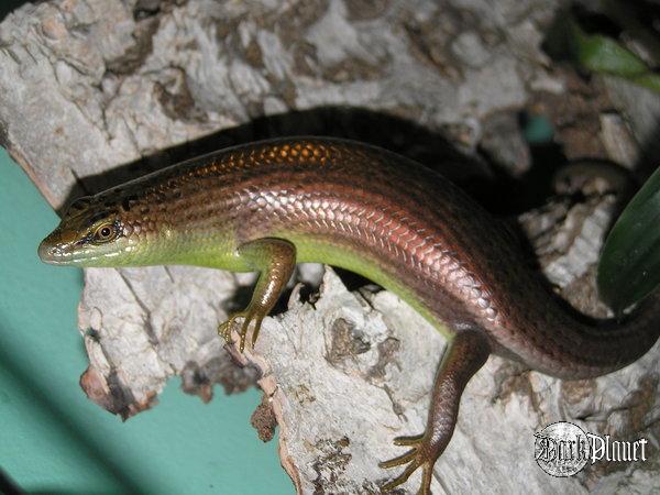 scynk oliwkowy - dasia olivacea