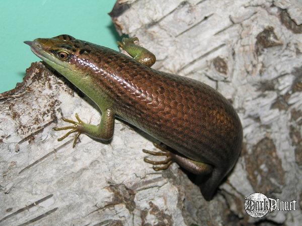 scynk oliwkowy - dasia olivacea