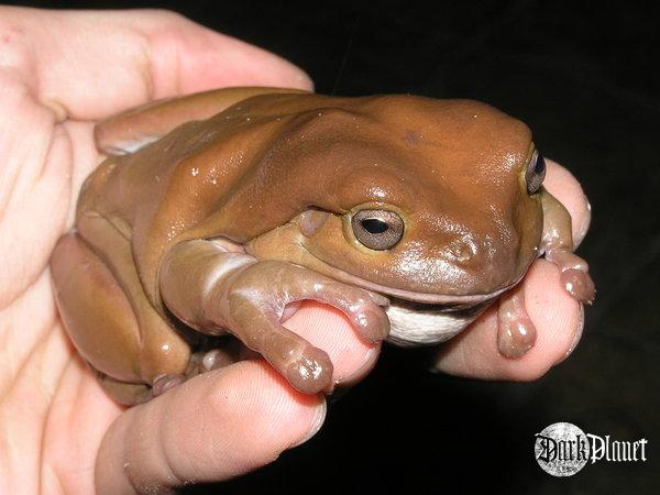 rzekotka australijska - Litoria caerulea