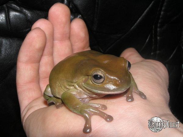 rzekotka australijska - Litoria caerulea