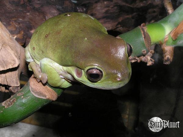 rzekotka australijska - Litoria caerulea