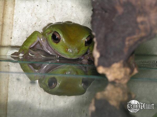 rzekotka australijska - Litoria caerulea