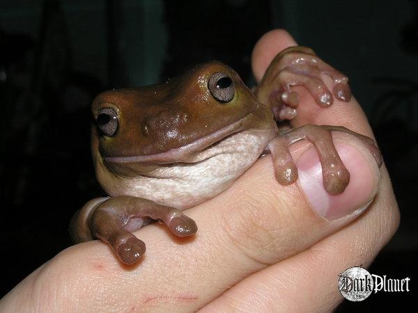 rzekotka australijska - Litoria caerulea